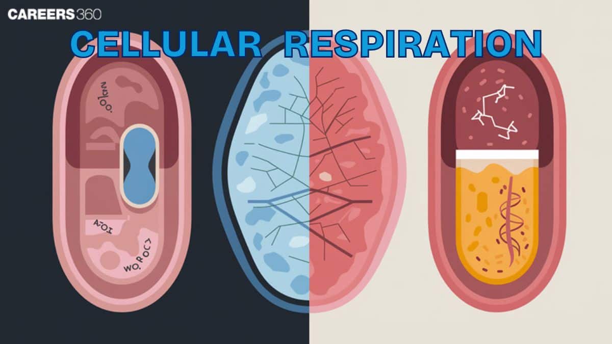 Cellular Respiration, Cellular Respiration: Aerobic Vs Anaerobic: Anaerobic And Aerobic Respiration